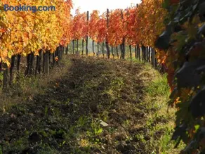 Casali del Picchio - Winery - Image 2