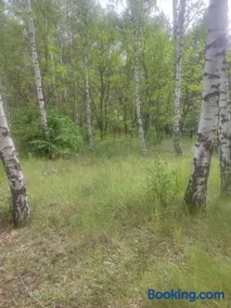 Waldcamp Hundeparadies - Image 4