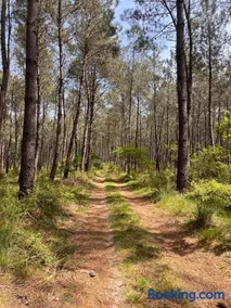 Jorgette Cabane en lisière de forêt - Image 2