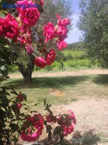 Borgo Villa a Tolli - Image 4