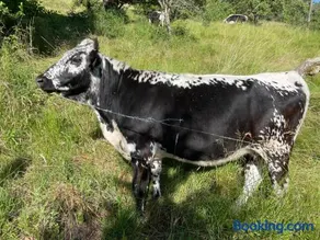 La Fermette vosgienne de la Goutte - Image 2
