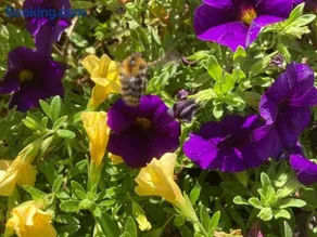 Ferienwohnungen Hubertus - Image 4