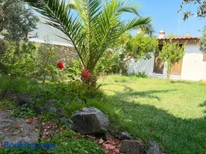 Solar Verbena - Image 1