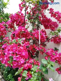 Villa Dimitra Nikiana - Image 2