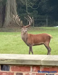 Deer View cottage - Image 2