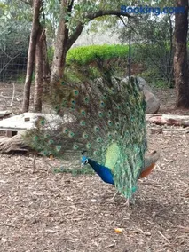 בועה ביער - Image 4