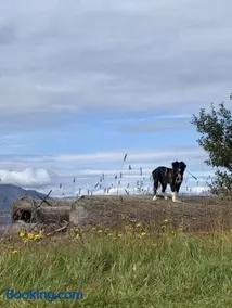 Áshóll guesthouse - farmstay - Image 4
