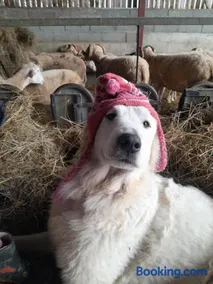La Ferme de la Soula - Image 3