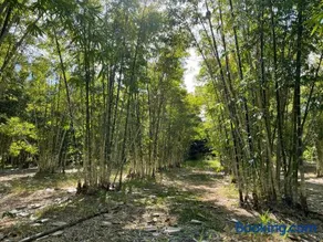 GSM Bamboo Farm RV and Caravan site - Image 4