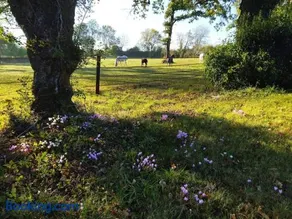 Maison de campagne au cœur d'un élevage de poneys connemara - Image 1