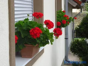 Kővirág Apartman - Image 2