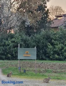 Acero Giallo - Image 4