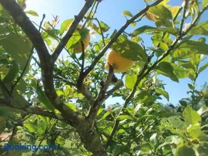 Finca Flora Cas Nets - Image 3