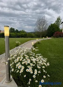 Daisy - Image 1