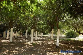 Kampos Mansion 1 - Image 2