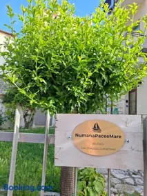 NumanaPaceeMare - Image 1