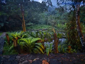 Explore Sinharaja Rain Forest Tour Camp - Image 2