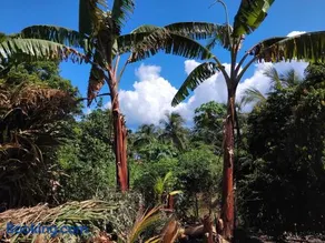 Gigi allee du manoir - Image 3