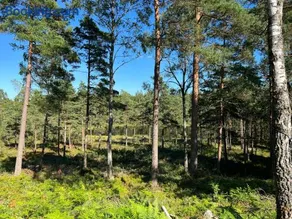 Asserbostugan - Image 2