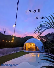Seagull oasis - Image 1