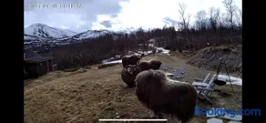 Koselig hytte med uthus på vakre Dovrefjell - Image 3