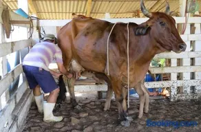 Pousada Fazenda na Cidade - Image 5