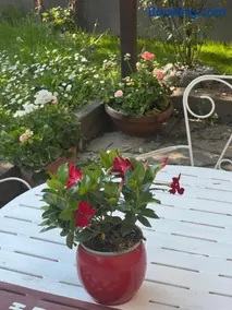 Nuova Casa vacanze nonna Prassede con giardino e posto auto - Image 1