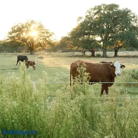 Relaxing Modern stay on a Ranch - Image 5