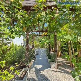 Up the Farm White House Talay Bua Daeng - Image 3