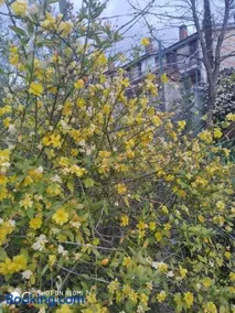 Mamma Giulia - Image 2