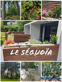 Le séquoia - Image 5