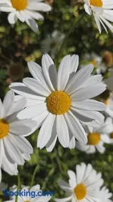 La Margherita - Image 2