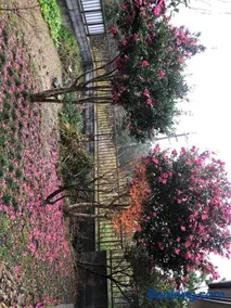 桃源郷 - Image 4