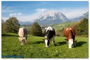 Hüttstädterhof Familie Pötsch - Image 5