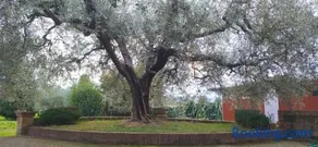 Casolare L'Antico Olivo - Image 2