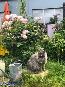 Ferienwohnungen Perlina Karpat - Image 2