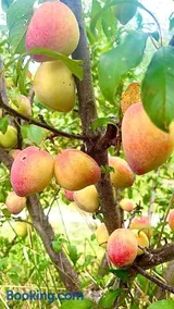 Field Tiny Home - Fruit & Sunset - Image 3