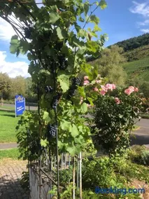 Haus Nummer 1, Mosel-View - Image 3