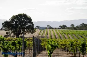 Hounds Run Vineyard - Tiny House in the Grampians - Image 3