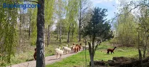 Månsarps skogs- och alpackagård - Image 2