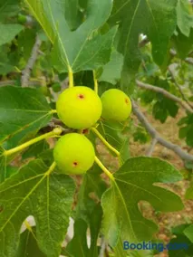 Kuca za odmor Mile - Image 5