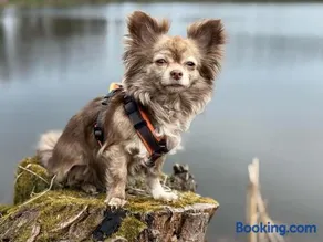 Hundeurlaub - Tiny House im Wald - Image 1