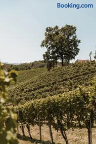 Weingut Assigal - Image 3