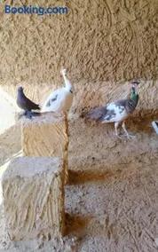 Tijan Siwa - Image 2