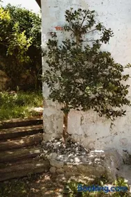 La casa de los árboles - Image 3