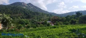 Aalamaram Farm - Image 3