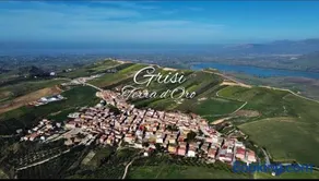 I Girasoli in Grisì - Image 1