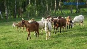 Maringotka na samotě na kozí farmě - Image 1