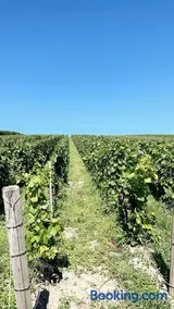 Gîte familial dans le vignoble champenois - Image 2
