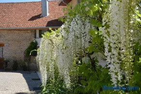 La ferme aux glycines - Image 1